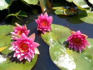 Nymphaea Frobeli