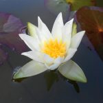 Nymphaea Furio Ersetti