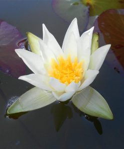 Nymphaea Furio Ersetti