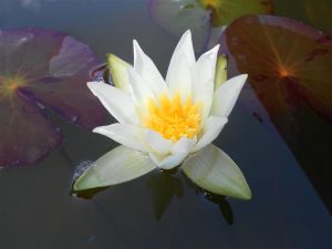 Nymphaea Furio Ersetti