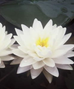 Nymphaea Gonnere