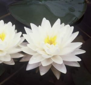 Nymphaea Gonnere