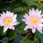 Nymphaea General Pershing