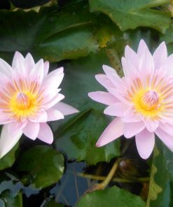Nymphaea General Pershing