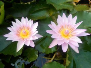 Nymphaea General Pershing