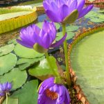 Nymphaea Gigantea