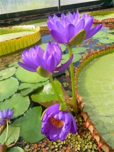 Nymphaea Gigantea