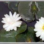 Nymphaea Glory du temple sur lot