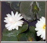 Nymphaea Glory du temple sur lot