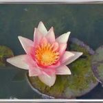 Nymphaea Graziella