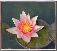 Nymphaea Graziella