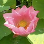 Nelumbo Gregg Gibson