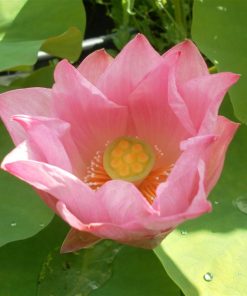 Nelumbo Gregg Gibson