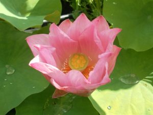 Nelumbo Gregg Gibson