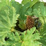 Gunnera Manicata