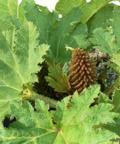 Gunnera Manicata