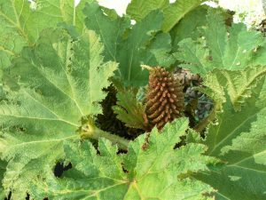 Gunnera Manicata