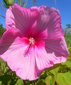 Hibiscus Palustris