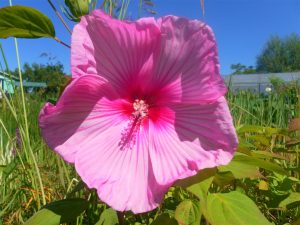 Hibiscus Palustris
