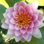 Nymphaea Hollandia