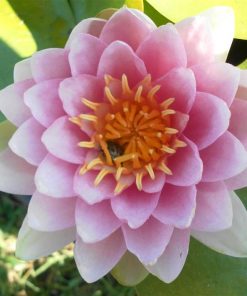 Nymphaea Hollandia