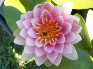 Nymphaea Hollandia