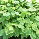 Hosta (più varietà)