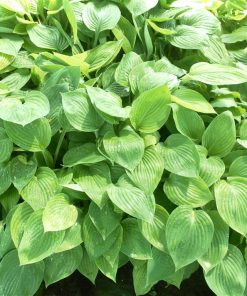 Hosta (più varietà)