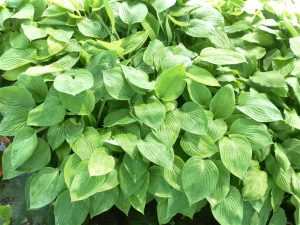 Hosta (più varietà)