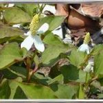 Hottuinia Cordata