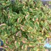 Hottuinia Cordata Variegata