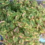 Hottuinia Cordata Variegata
