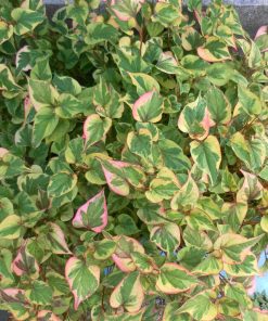 Hottuinia Cordata Variegata
