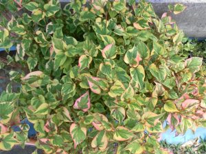 Hottuinia Cordata Variegata