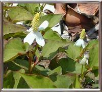 Hottuinia Cordata