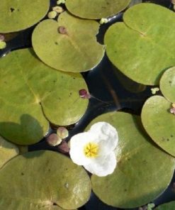 Hydrocharis Morsus Ranae