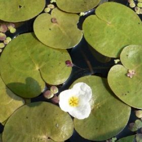 Hydrocharis Morsus Ranae