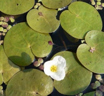 Hydrocharis Morsus Ranae