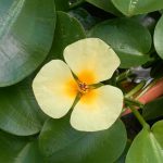 Hydrocleys Nymphoides