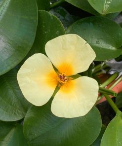 Hydrocleys Nymphoides