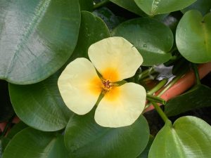 Hydrocleys Nymphoides