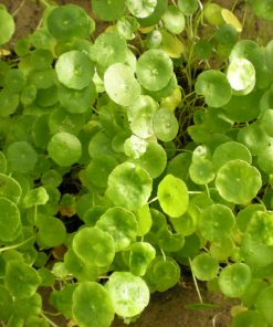 Hydrocotile Vulgaris