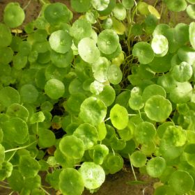 Hydrocotile Vulgaris