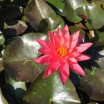 Nymphaea Wanvisa