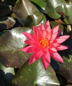 Nymphaea Wanvisa
