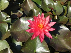 Nymphaea Wanvisa