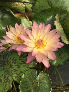 Nymphaea Albert Gremberg