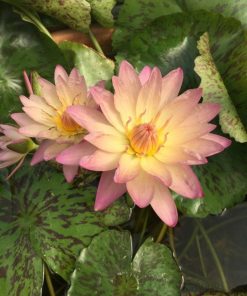 Nymphaea Albert Gremberg