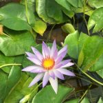 Nymphaea Robert Strawan