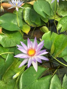 Nymphaea Robert Strawan